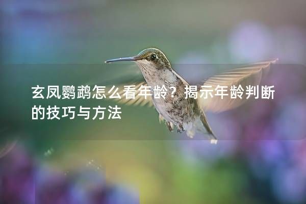 玄鳳鸚鵡怎么看年齡？揭示年齡判斷的技巧與方法