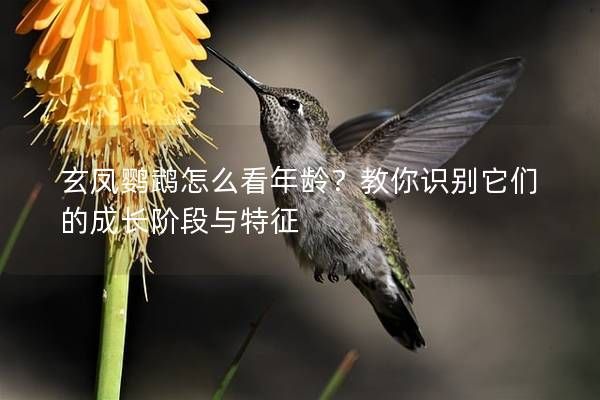 玄鳳鸚鵡怎么看年齡？教你識別它們的成長階段與特征