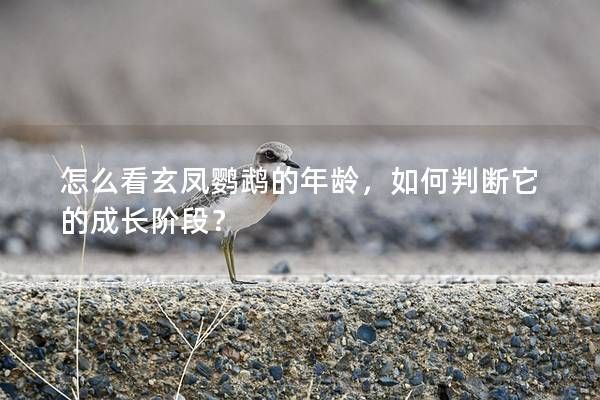 怎么看玄鳳鸚鵡的年齡，如何判斷它的成長(zhǎng)階段？