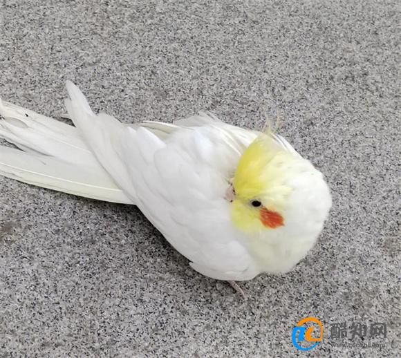 養(yǎng)玄鳳鸚鵡應(yīng)該注意什么