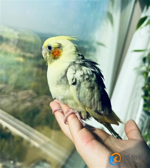 養(yǎng)玄鳳鸚鵡應(yīng)該注意什么