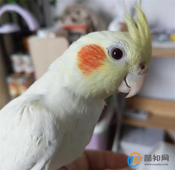 養(yǎng)玄鳳鸚鵡應(yīng)該注意什么