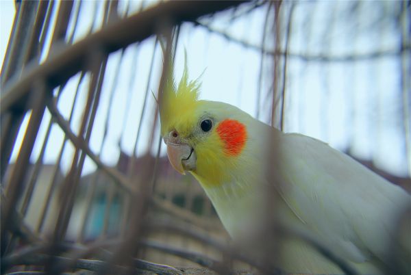 玄鳳鸚鵡