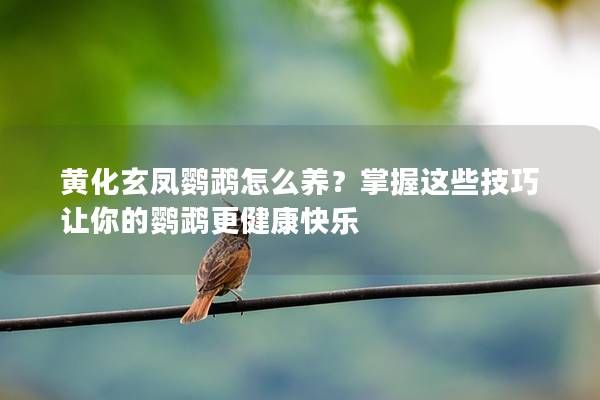 黃化玄鳳鸚鵡怎么養(yǎng)？掌握這些技巧讓你的鸚鵡更健康快樂