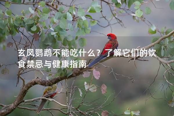 玄凤鹦鹉不能吃什么？了解它们的饮食禁忌与健康指南