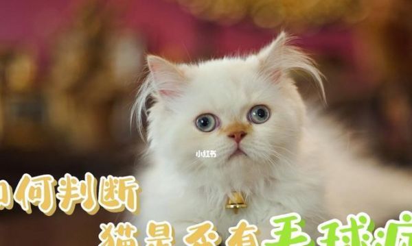 如何改善寵物貓咪的毛發(fā)質(zhì)量？（15個(gè)小貼士教您讓貓咪毛發(fā)更亮更健康）