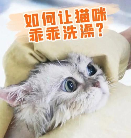 貓咪毛發(fā)護(hù)理（了解梳理毛發(fā)對(duì)貓咪健康的影響，從而提供更好的護(hù)理）