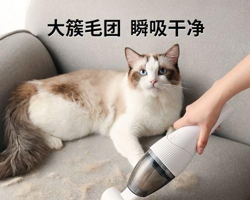 寵物貓咪持續(xù)脫毛的解決方法（如何有效地幫助貓咪恢復(fù)毛發(fā)健康）