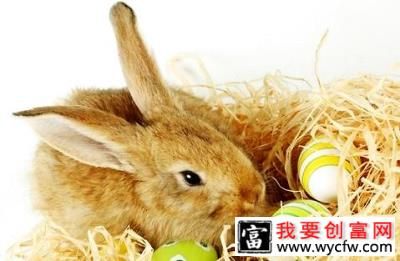 怎么樣發(fā)現(xiàn)兔子有沒有生??？