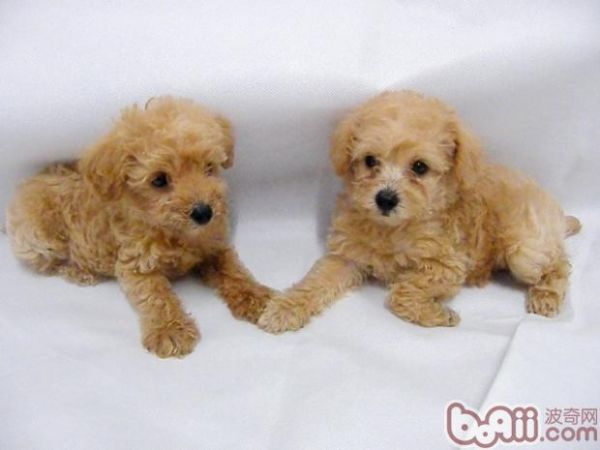 泰迪犬的品種簡(jiǎn)介