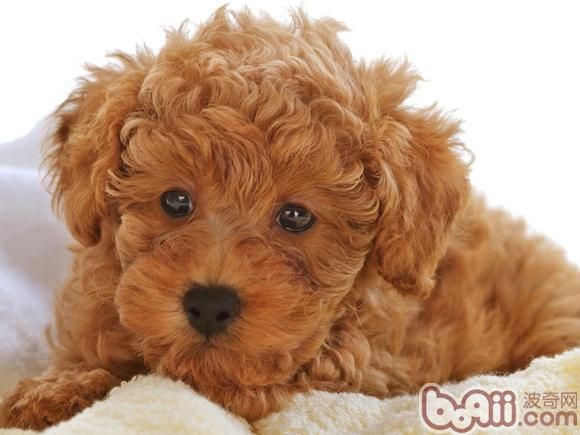 泰迪犬的形態(tài)特征