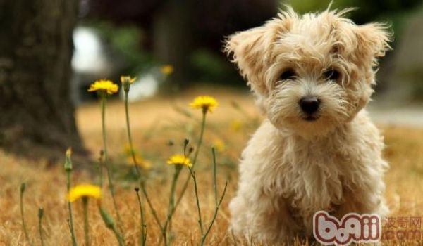 泰迪犬的性格特點(diǎn)