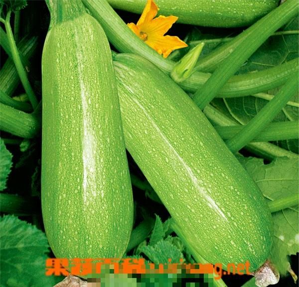 西葫蘆的營養(yǎng)