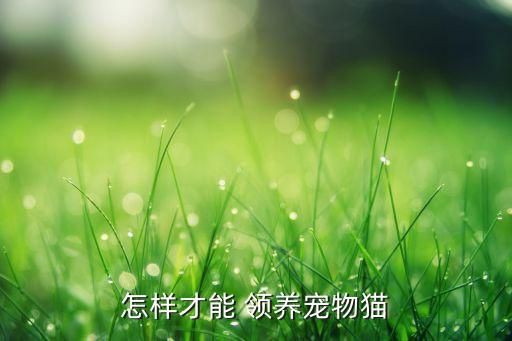 怎樣才能 領(lǐng)養(yǎng)寵物貓
