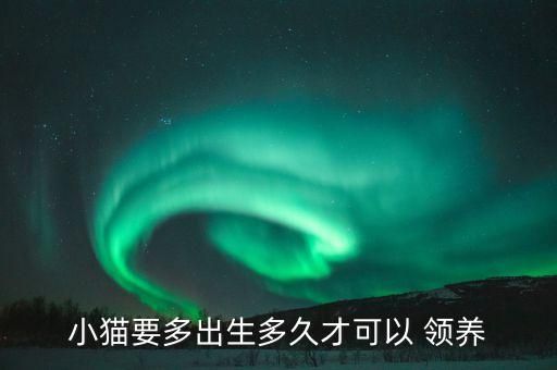 小貓要多出生多久才可以 領(lǐng)養(yǎng)