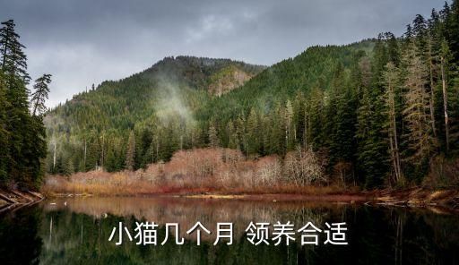小貓幾個(gè)月 領(lǐng)養(yǎng)合適