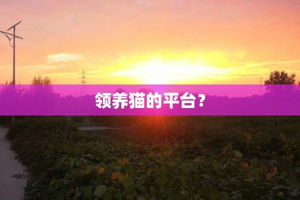 領(lǐng)養(yǎng)貓的平臺(tái)？