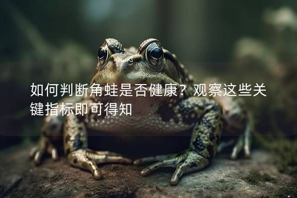如何判斷角蛙是否健康？觀察這些關鍵指標即可得知