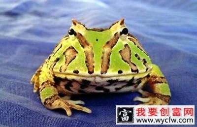 角蛙新手入门饲养教程