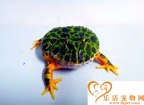 角蛙的饲养 要多加关注角蛙的卫生情况