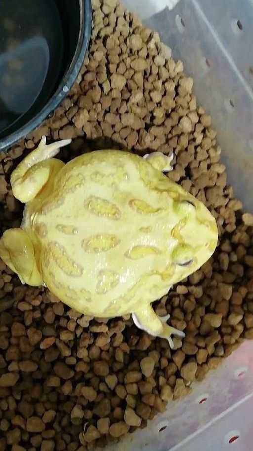 爬宠:角蛙到底要吃什么,其实很多人都喂错了