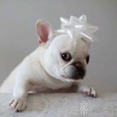 寓意健康的名字小猫咪