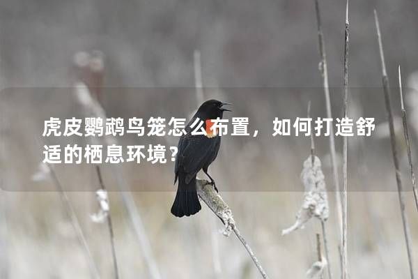 虎皮鸚鵡鳥籠怎么布置，如何打造舒適的棲息環(huán)境？