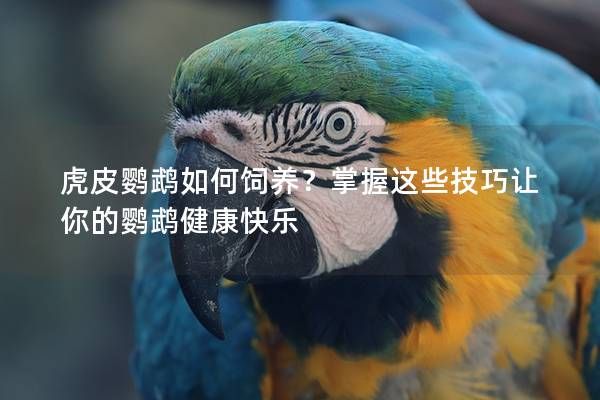 虎皮鸚鵡如何飼養(yǎng)？掌握這些技巧讓你的鸚鵡健康快樂