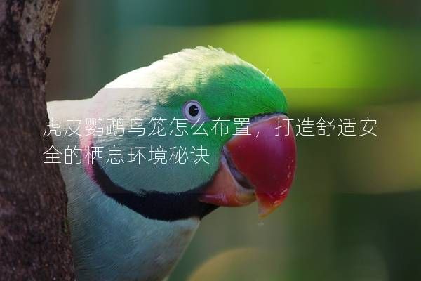 虎皮鸚鵡鳥籠怎么布置，打造舒適安全的棲息環(huán)境秘訣