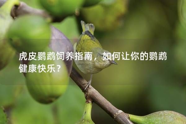 虎皮鸚鵡飼養(yǎng)指南，如何讓你的鸚鵡健康快樂？