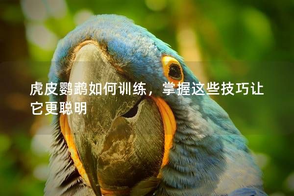 虎皮鸚鵡如何訓(xùn)練，掌握這些技巧讓它更聰明