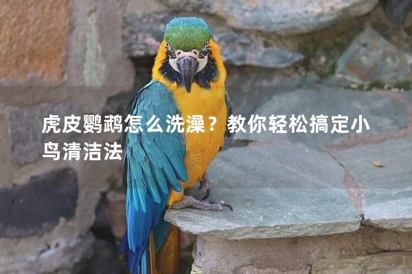 虎皮鸚鵡怎么洗澡？教你輕松搞定小鳥清潔法