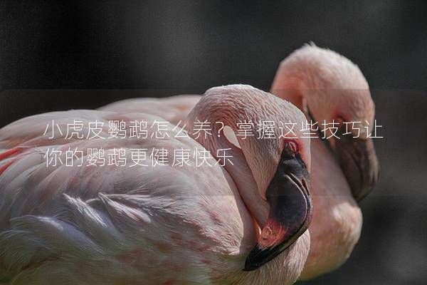 小虎皮鸚鵡怎么養(yǎng)？掌握這些技巧讓你的鸚鵡更健康快樂