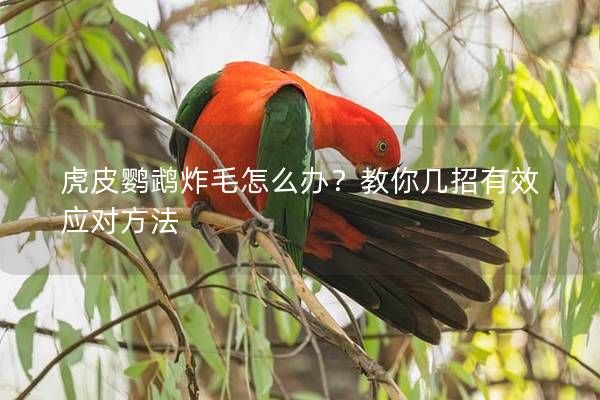 虎皮鸚鵡炸毛怎么辦？教你幾招有效應對方法