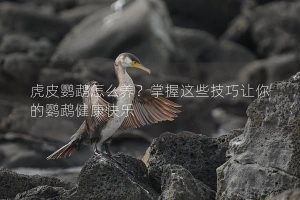 虎皮鸚鵡怎么養(yǎng)？掌握這些技巧讓你的鸚鵡健康快樂