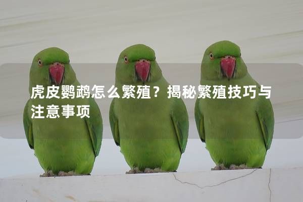 虎皮鹦鹉怎么繁殖？揭秘繁殖技巧与注意事项