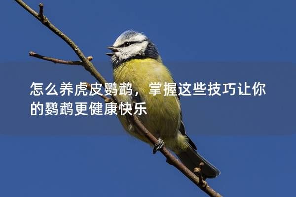 怎么養(yǎng)虎皮鸚鵡，掌握這些技巧讓你的鸚鵡更健康快樂(lè)