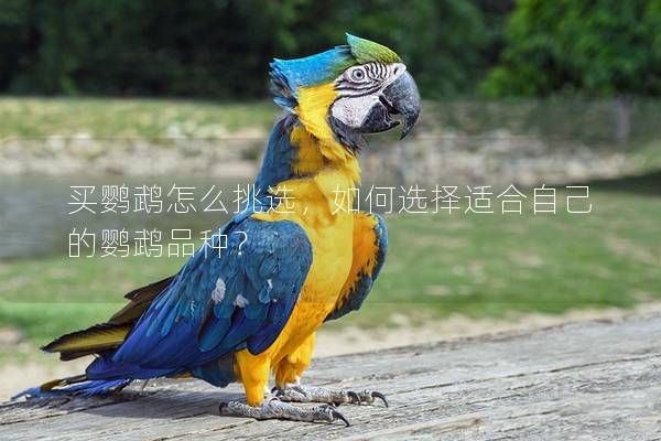 買鸚鵡怎么挑選，如何選擇適合自己的鸚鵡品種？