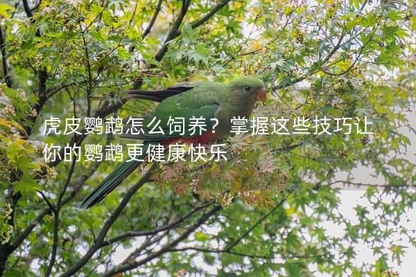 虎皮鸚鵡怎么飼養(yǎng)？掌握這些技巧讓你的鸚鵡更健康快樂