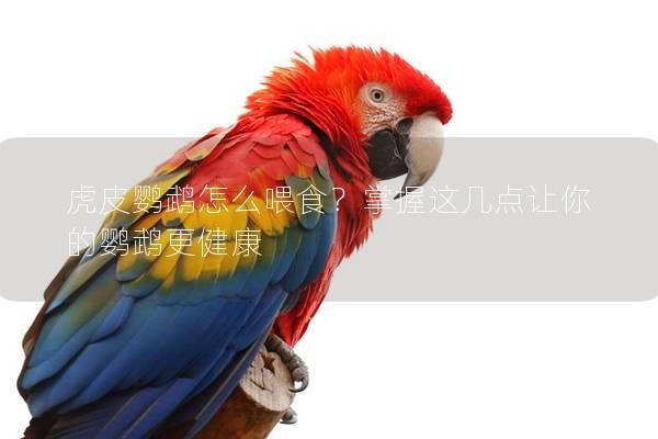 虎皮鸚鵡怎么喂食？掌握這幾點(diǎn)讓你的鸚鵡更健康