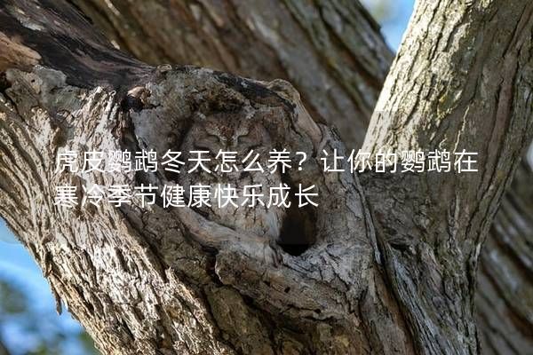 虎皮鸚鵡冬天怎么養(yǎng)？讓你的鸚鵡在寒冷季節(jié)健康快樂成長