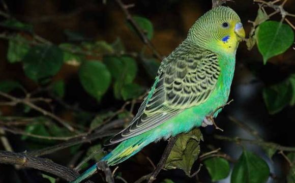 虎皮鹦鹉适宜在多少温度下生活？不清楚的来这了解一下~