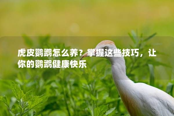 虎皮鸚鵡怎么養(yǎng)？掌握這些技巧，讓你的鸚鵡健康快樂(lè)