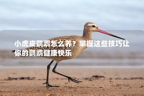 小虎皮鸚鵡怎么養(yǎng)？掌握這些技巧讓你的鸚鵡健康快樂