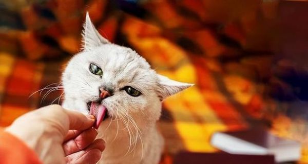 揭秘貓?zhí)蛎纳衿婀πВ◤膶櫸镳B(yǎng)護(hù)到健康保障）