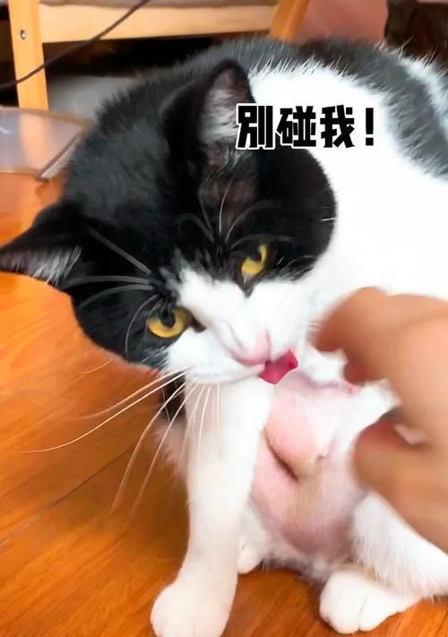 揭秘貓?zhí)蛎纳衿婀πВ◤膶櫸镳B(yǎng)護(hù)到健康保障）