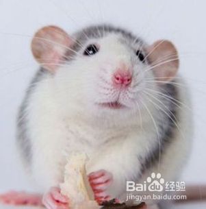 花枝鼠飼養(yǎng)注意事項(xiàng)