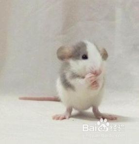 花枝鼠飼養(yǎng)注意事項(xiàng)