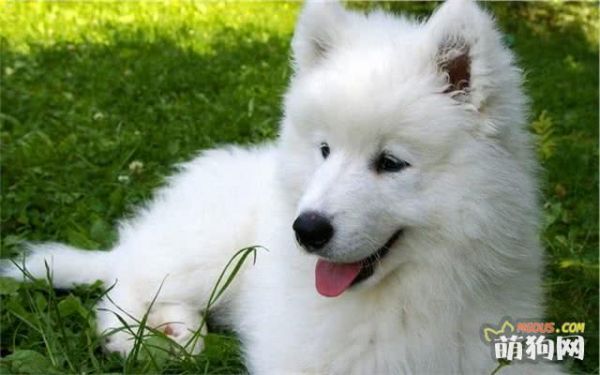 挑選健康的薩摩耶犬 一定得察看這些