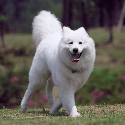 薩摩耶